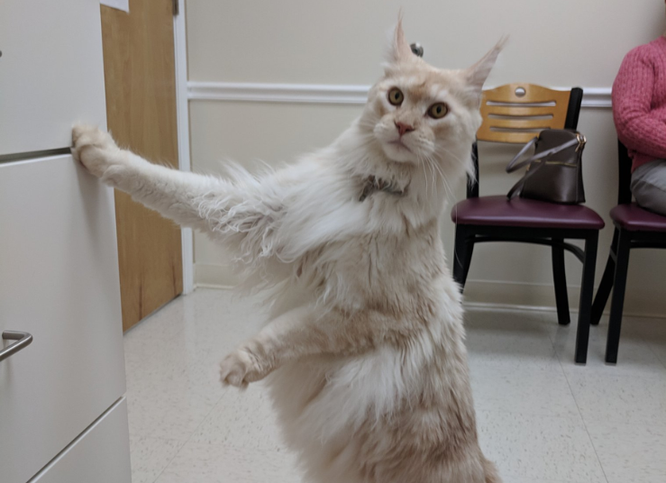 flea-control-img-2
